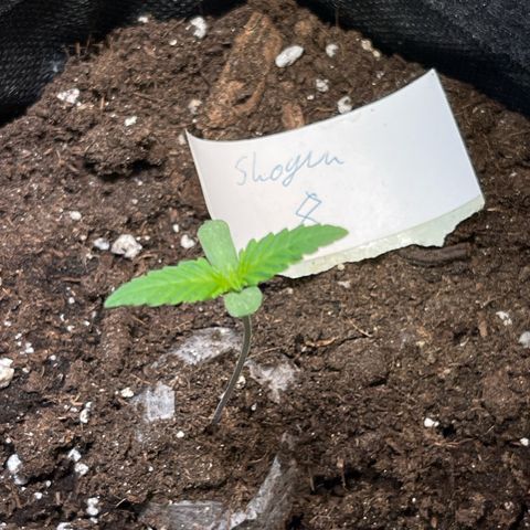 Shogun growlog timeline photo