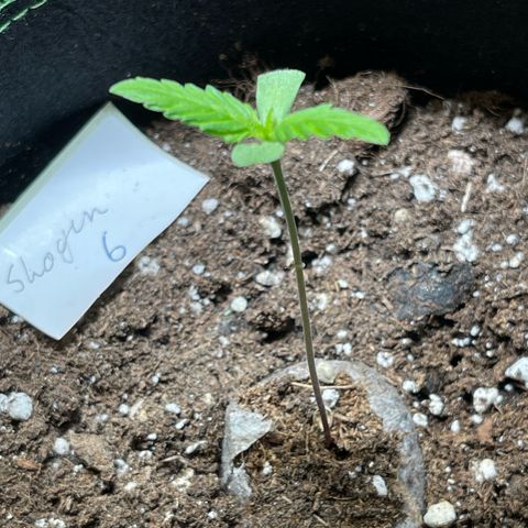 Shogun growlog timeline photo