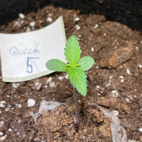 Quick One growlog timeline photo