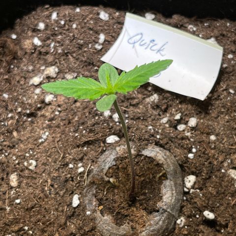 Quick One growlog timeline photo