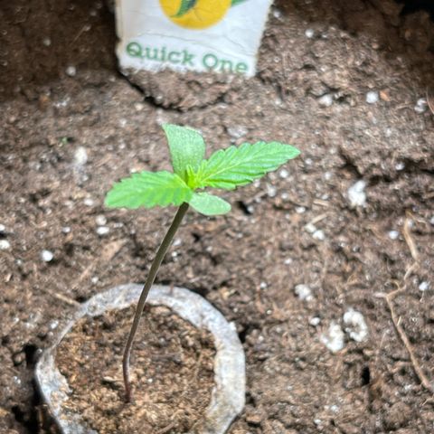 Quick One growlog timeline photo