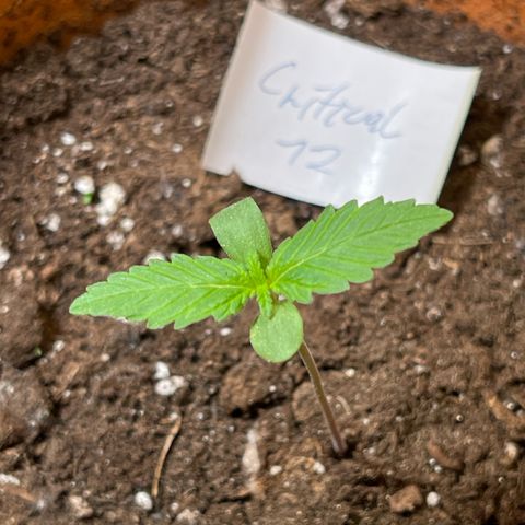 Royal Critical Automatic growlog timeline photo