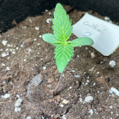 Royal Critical Automatic growlog timeline photo