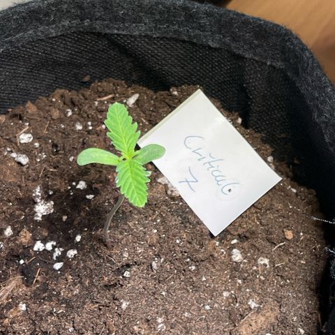 Royal Critical Automatic growlog timeline photo