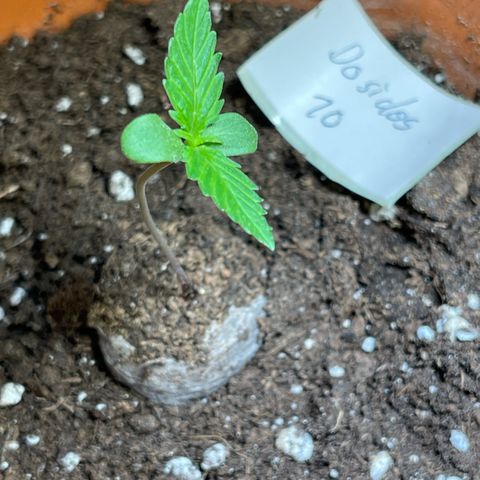 Do-Si-Dos Automatic growlog timeline photo