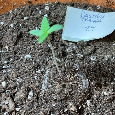 Do-Si-Dos Automatic growlog timeline photo