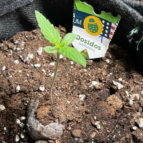 Do-Si-Dos Automatic growlog timeline photo