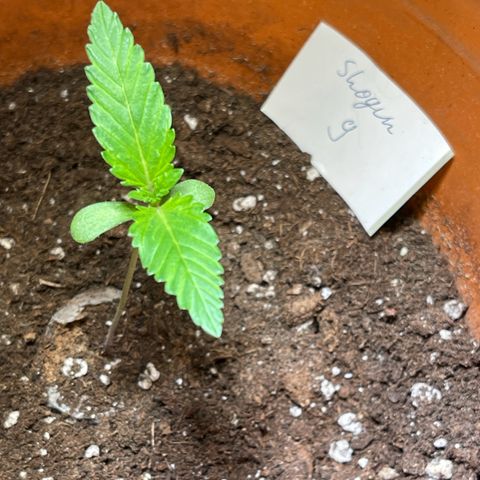 Shogun growlog timeline photo