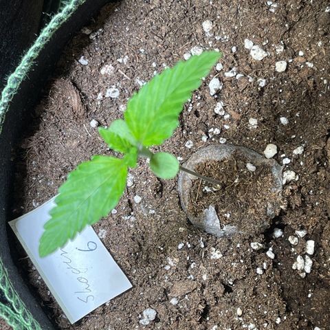 Shogun growlog timeline photo