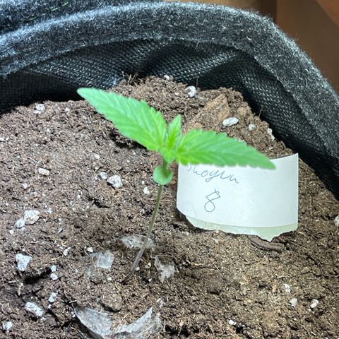 Shogun growlog timeline photo