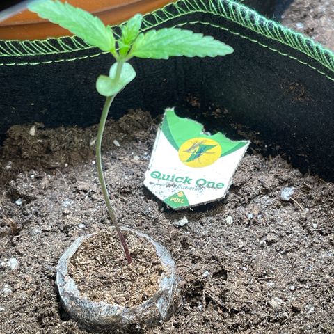 Quick One growlog timeline photo