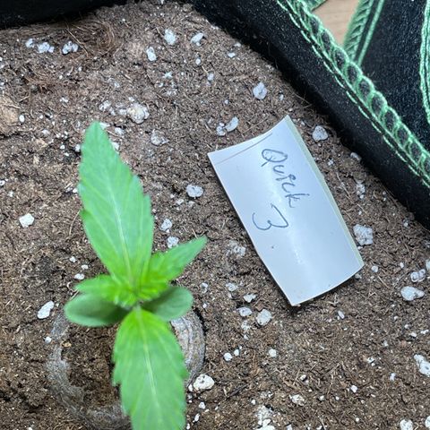 Quick One growlog timeline photo