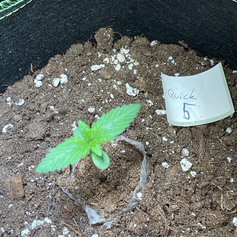 Quick One growlog timeline photo