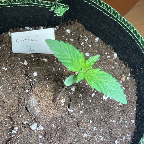 Royal Critical Automatic growlog timeline photo