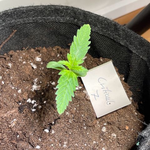 Royal Critical Automatic growlog timeline photo