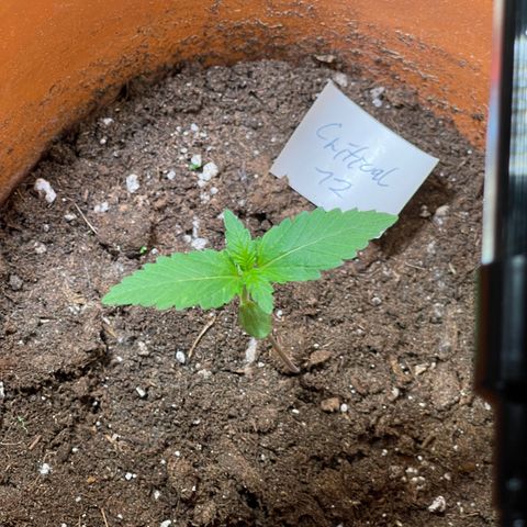Royal Critical Automatic growlog timeline photo