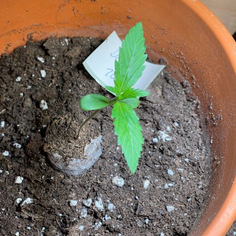 Do-Si-Dos Automatic growlog timeline photo