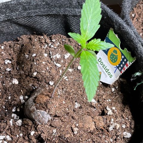Do-Si-Dos Automatic growlog timeline photo