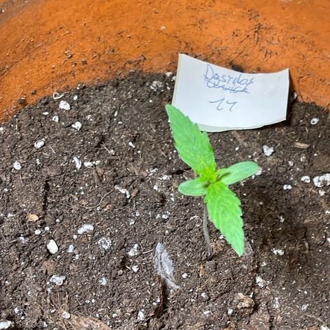 Do-Si-Dos Automatic growlog timeline photo
