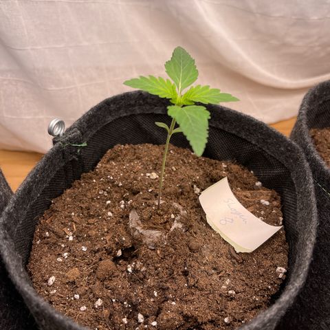 Shogun growlog timeline photo