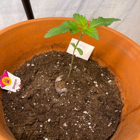 Shogun growlog timeline photo