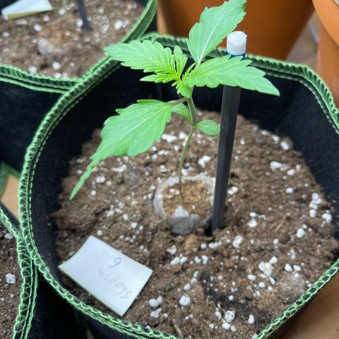 Shogun growlog timeline photo