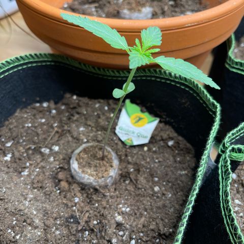 Quick One growlog timeline photo
