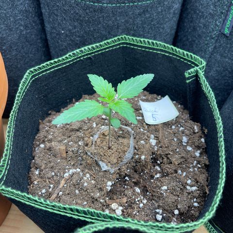 Quick One growlog timeline photo