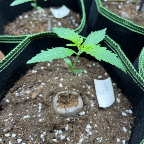 Quick One growlog timeline photo