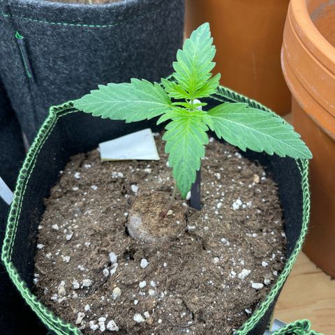 Royal Critical Automatic growlog timeline photo