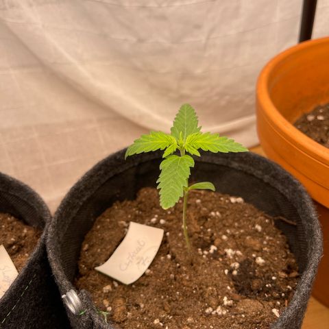 Royal Critical Automatic growlog timeline photo