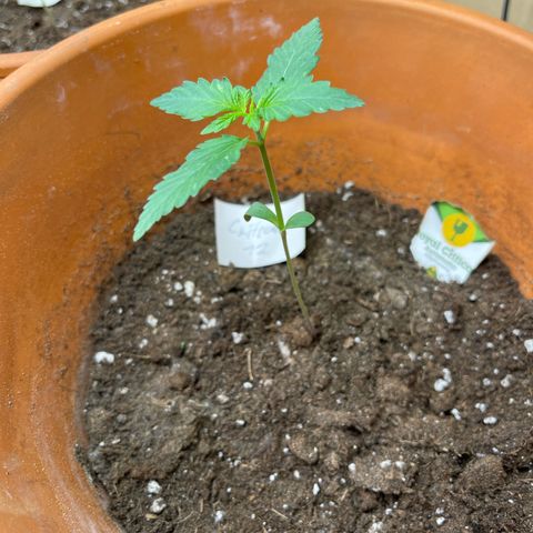 Royal Critical Automatic growlog timeline photo