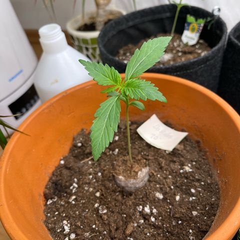 Do-Si-Dos Automatic growlog timeline photo