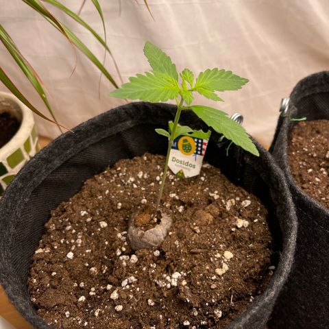 Do-Si-Dos Automatic growlog timeline photo