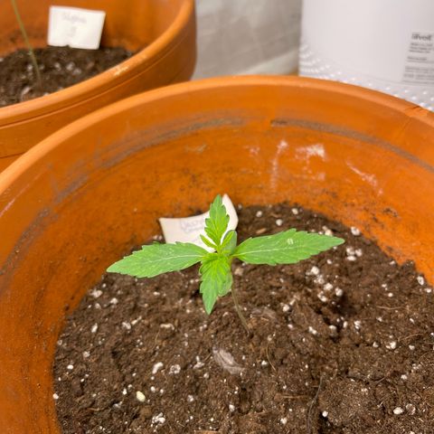 Do-Si-Dos Automatic growlog timeline photo