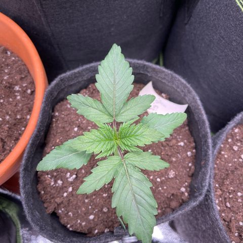 Shogun growlog timeline photo
