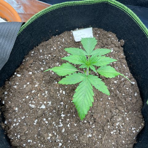 Shogun growlog timeline photo