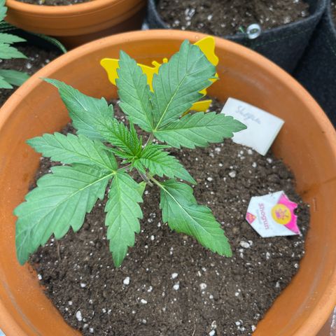 Shogun growlog timeline photo