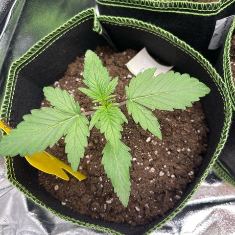 Quick One growlog timeline photo