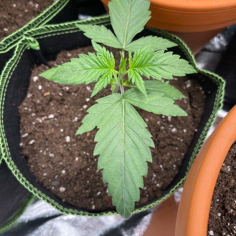 Quick One growlog timeline photo