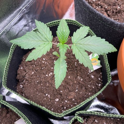 Quick One growlog timeline photo