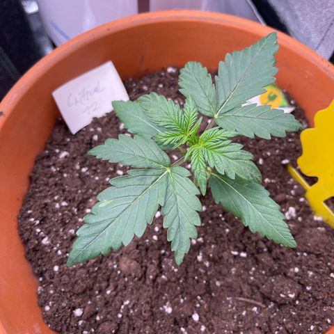 Royal Critical Automatic growlog timeline photo
