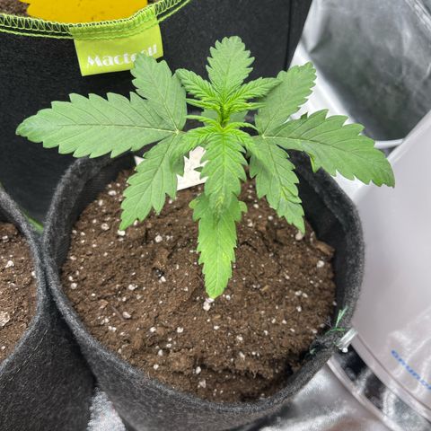 Royal Critical Automatic growlog timeline photo
