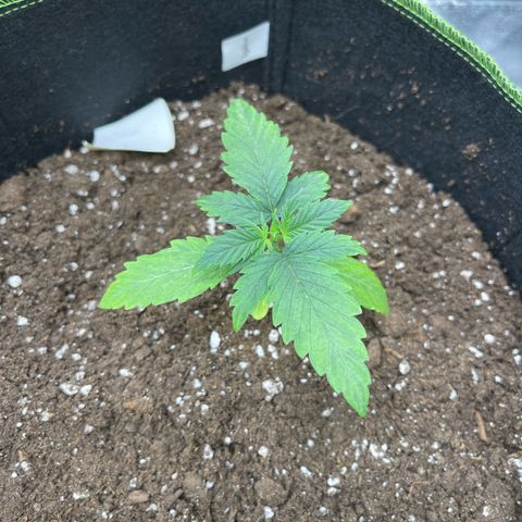 Royal Critical Automatic growlog timeline photo