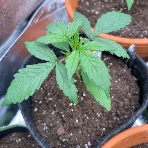 Do-Si-Dos Automatic growlog timeline photo