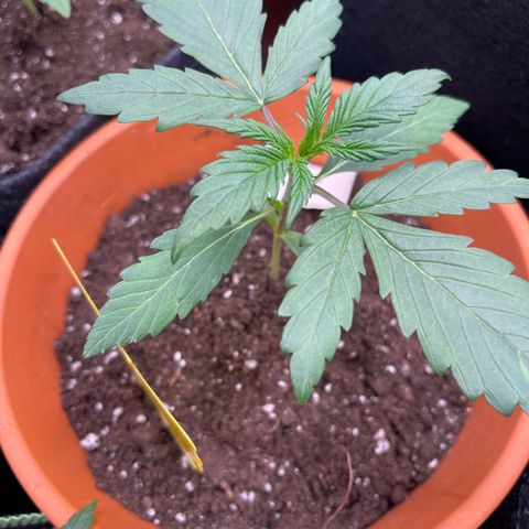 Do-Si-Dos Automatic growlog timeline photo