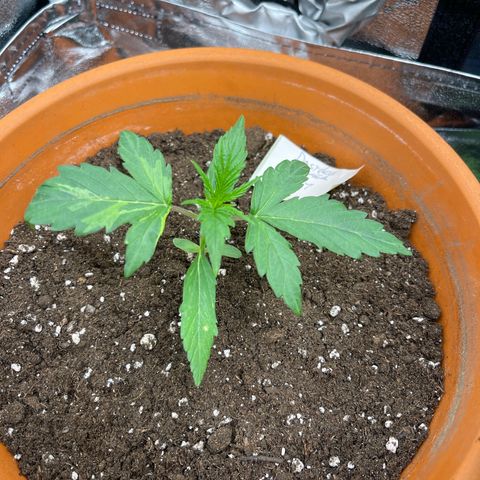 Do-Si-Dos Automatic growlog timeline photo