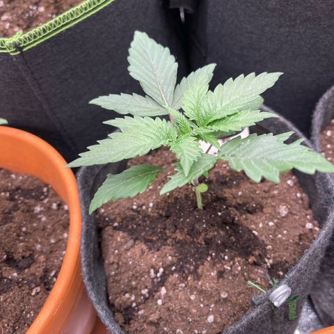 Shogun growlog timeline photo