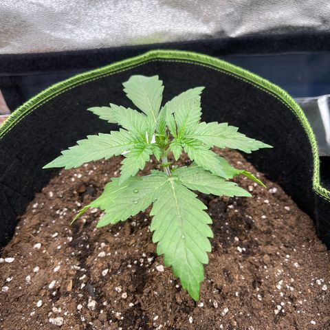 Shogun growlog timeline photo