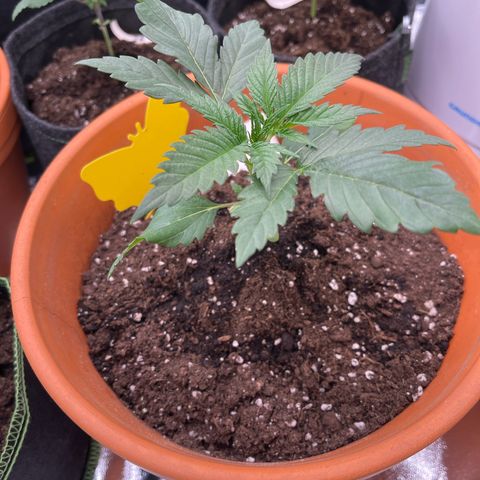Shogun growlog timeline photo